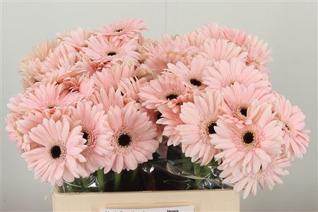 Gerbera Macaron 50 cm Gerbera Macaron 50 cm – produkt Uviažto