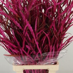 Grevillea Dyed Cerise 75 cm – produkt Uviažto