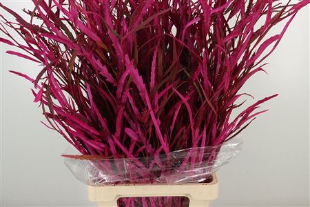 Grevillea Dyed Cerise 75 cm Grevillea Dyed Cerise 75 cm – produkt Uviažto