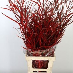 Grevillea Dyed Red 75 cm – produkt Uviažto