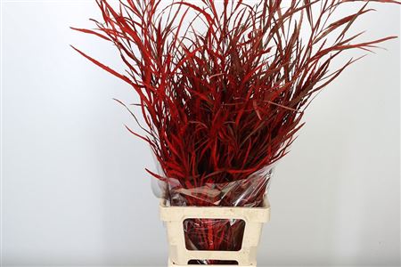 Grevillea Dyed Red 75 cm Grevillea Dyed Red 75 cm – produkt Uviažto