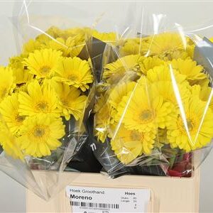 Gerbera Viacno 50 cm – produkt Uviažto