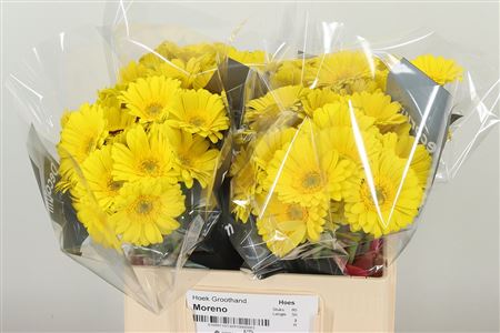 Gerbera Viacno 50 cm Gerbera Viacno 50 cm – produkt Uviažto