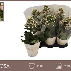 Kalanchoe Feminine Pink – produkt Uviažto