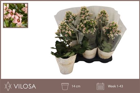 Kalanchoe Feminine Pink – produkt Uviažto