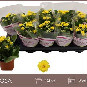 Kalanchoe Double Yellow – produkt Uviažto