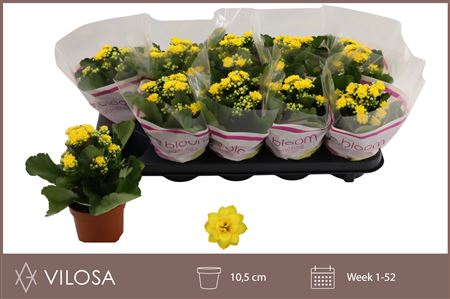 Kalanchoe Double Yellow Kalanchoe Double Yellow – produkt Uviažto
