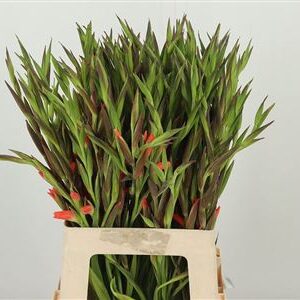 Gladiola Kl Nathalie 65 cm – produkt Uviažto