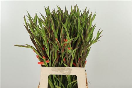 Gladiola Kl Nathalie 65 cm – produkt Uviažto