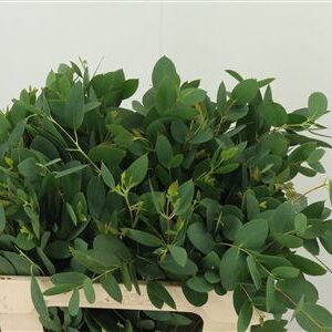 Euca Cociferra 60 cm – produkt Uviažto