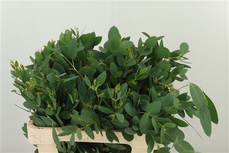 Euca Cociferra 60 cm Euca Cociferra 60 cm – produkt Uviažto