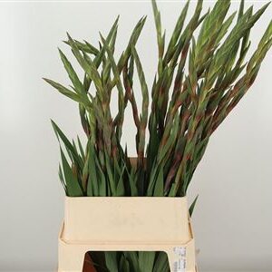 Gladiola Chinon Red 120 cm – produkt Uviažto