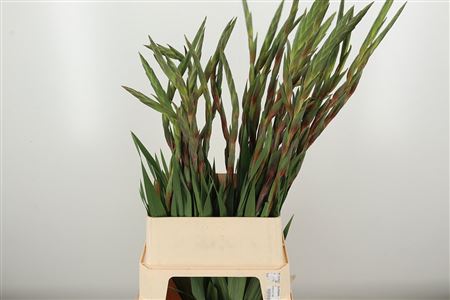 Gladiola Chinon Red 120 cm Gladiola Chinon Red 120 cm – produkt Uviažto