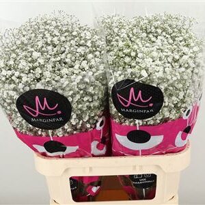 Gypsophila Xlence 80 cm – produkt Uviažto
