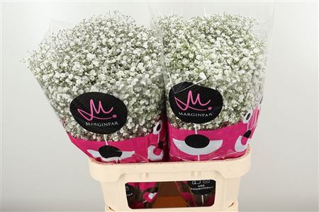 Gypsophila Xlence 80 cm Gypsophila Xlence 80 cm – produkt Uviažto