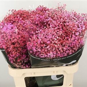 Gypsophila Dyed Xlence Disco Paris 80 cm – produkt Uviažto