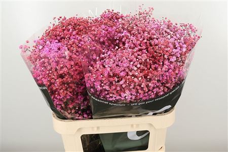 Gypsophila Dyed Xlence Disco Paris 80 cm – produkt Uviažto