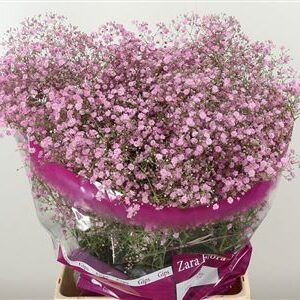 Gypsophila My Pink Dutch 80 cm – produkt Uviažto