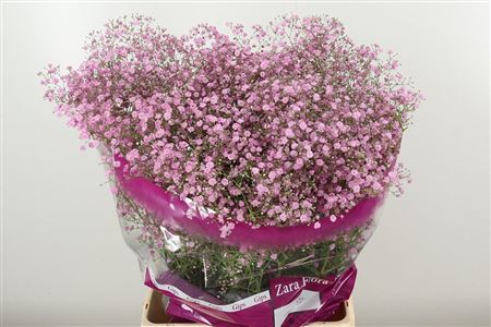Gypsophila My Pink Dutch 80 cm Gypsophila My Pink Dutch 80 cm – produkt Uviažto