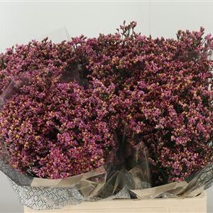 Limonium Sin Naomi Diamond 60 cm