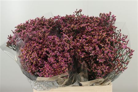 Limonium Sin Naomi Diamond 60 cm Limonium Sin Naomi Diamond 60 cm – produkt Uviažto