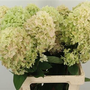 Hortenzia Mag Candle 65 cm – produkt Uviažto