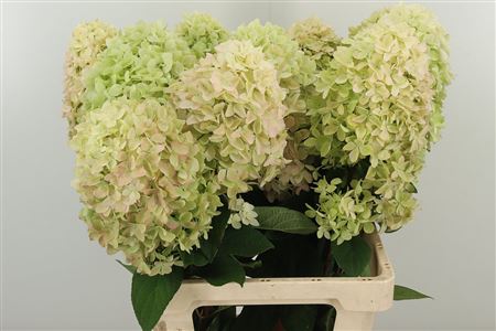 Hortenzia Mag Candle 65 cm Hortenzia Mag Candle 65 cm – produkt Uviažto