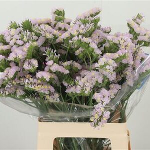 Limonium S Sera Sun Birds 65 cm – produkt Uviažto