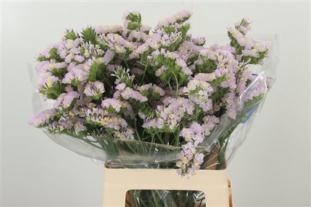 Limonium S Sera Sun Birds 65 cm – produkt Uviažto