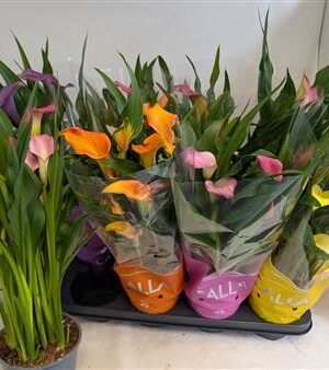 Zantedeschia Mix – produkt Uviažto