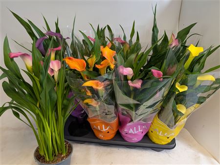 Zantedeschia Mix – produkt Uviažto