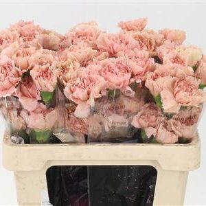 Dianthus Caramello 55 cm – produkt Uviažto