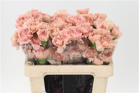 Dianthus Caramello 55 cm Dianthus Caramello 55 cm – produkt Uviažto