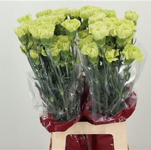 Dianthus Marty 70 cm – produkt Uviažto
