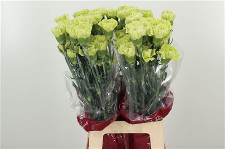 Dianthus Marty 70 cm – produkt Uviažto