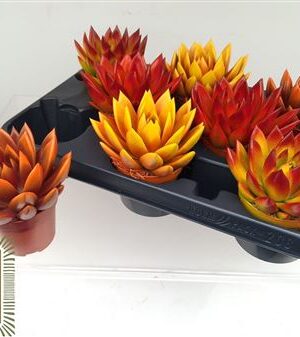 Echeveria Painted Autumn Mix – produkt Uviažto