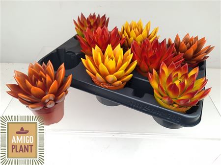 Echeveria Painted Autumn Mix Echeveria Painted Autumn Mix – produkt Uviažto