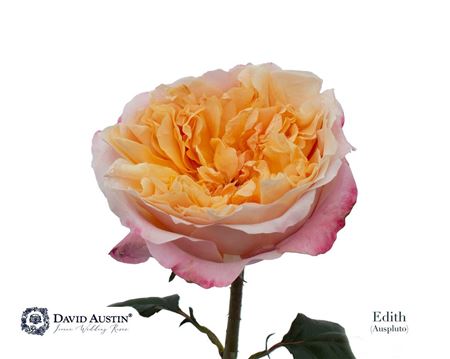 Rosa David Austin Edith 50 cm Rosa David Austin Edith 50 cm – produkt Uviažto