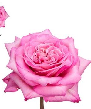Rosa Garden Ashley 50 cm – produkt Uviažto