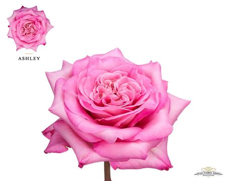 Rosa Garden Ashley 50 cm Rosa Garden Ashley 50 cm – produkt Uviažto