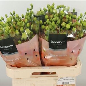 Eustoma Terracotta 70 cm