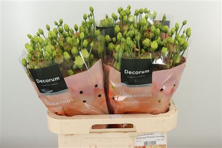 Eustoma Terracotta 70 cm Eustoma Terracotta 70 cm – produkt Uviažto