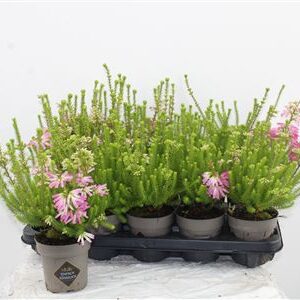 Erica Verticillata – produkt Uviažto