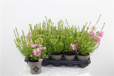 Erica Verticillata Erica Verticillata – produkt Uviažto
