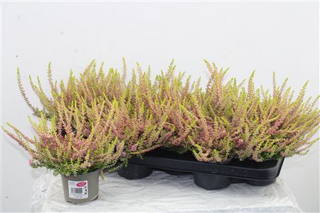 Vres Garden Girls Light Pink – produkt Uviažto