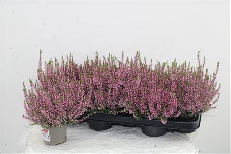 Vres Garden Girls Pink – produkt Uviažto