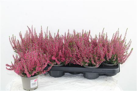 Vres Garden Girls Red Vres Garden Girls Red – produkt Uviažto