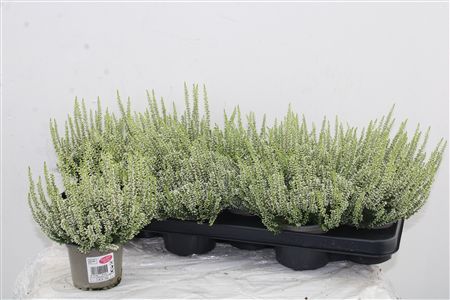 Vres Garden Girls White Vres Garden Girls White – produkt Uviažto