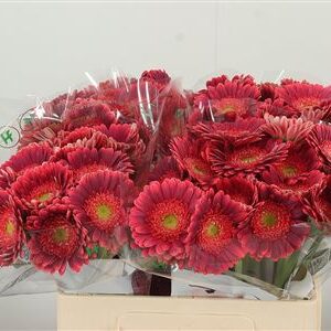 Gerbera Bizar 50 cm – produkt Uviažto