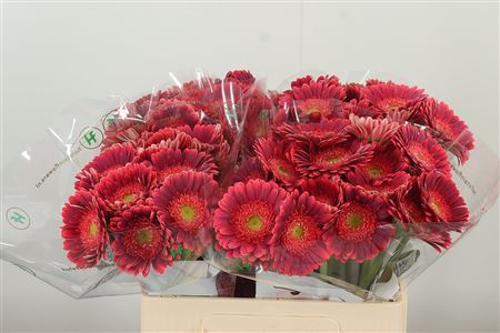 Gerbera Bizar 50 cm Gerbera Bizar 50 cm – produkt Uviažto